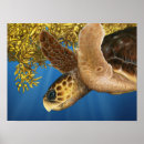 Search for sea turtle posters Marine life