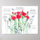 Search for january posters Red carnation