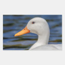 Search for water park stickers Duck