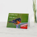 Search for oriole photography Birthday