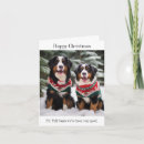 Search for bernese mountain dog cards Puppies