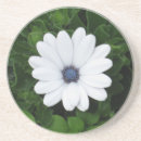 Search for african daisies barware Nature