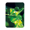Search for drop leafs magnets Nature