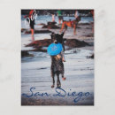 Search for frisbee postcards Dog