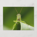 Search for entomology postcards Grasshopper