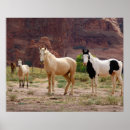 Search for buckskin horse posters Paint