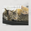 Search for shelter postcards Cat