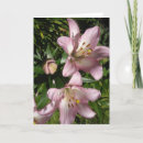 Search for tiger lily cards Nature