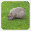 Search for capybara stickers Rodent