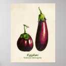 Search for eggplants posters Aubergine