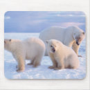 Search for sow mousepads 1002