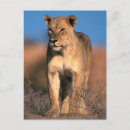 Search for lioness postcards Female