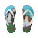 Search for pig jandals Cavy