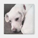 Search for bored magnets Puppy