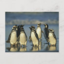 Search for spheniscus Penguin