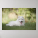 Search for keeshond posters Puppy