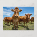 Search for farm postcards Cattle