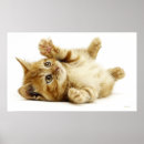 Search for merry christmas happy new year posters Cat