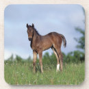Search for thoroughbred coasters Standing