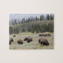 Search for bison puzzles Grazing
