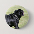 Search for black pug badges Bob and pam langrish