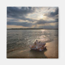 Search for beach shells magnets Sea