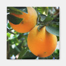Search for fresh magnets Orange