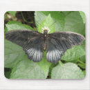 Search for tropical butterfly mousepads Butterflies