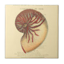 Search for conch tiles Ocean