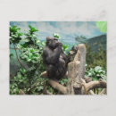 Search for gorilla postcards Animal