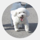 Search for bichon stickers Dog