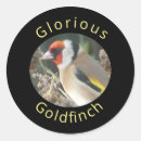 Search for goldfinch stickers Bird