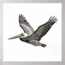 Search for pelican posters Bird