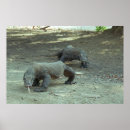 Search for komodo dragon posters Nature