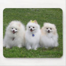 Search for spitz mousepads Sitting