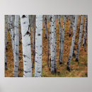 Search for loop posters Forest