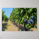 Search for grapevine posters Grapes