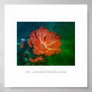 Search for red geranium posters Green
