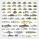 Search for freshwater stickers Bass