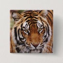 Search for tiger eye badges Animal