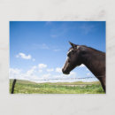 Search for pasture postcards Nature