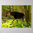 Search for okapi posters Zebra
