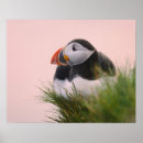 Search for arctica posters Puffin