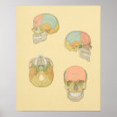 Search for jaw bone posters Osteology