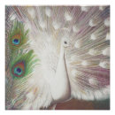 Search for white peacock art Feathers