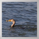 Search for crested posters Birds