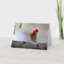 Search for finches cards Nature