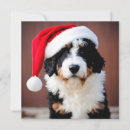 Search for bernedoodle cards Dogs