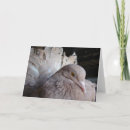 Search for pigeons cards Pet