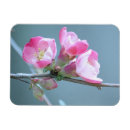 Search for apple blossoms magnets Tree